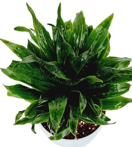 Lorea Florist - Hyderabad