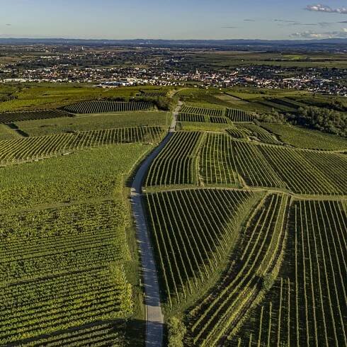 Unsere Lagen in Langenlois - Weingut Rosner