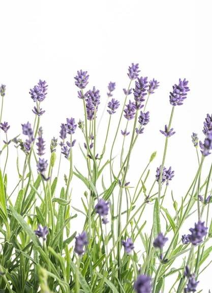 Levandule lekařská, Lavandula angustifolia Hidcote, skladem | ZAZUMi.cz