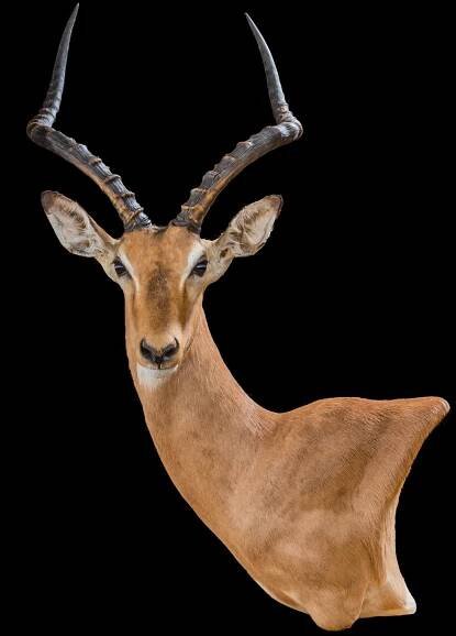 IMPALA Taxidermy South Africa