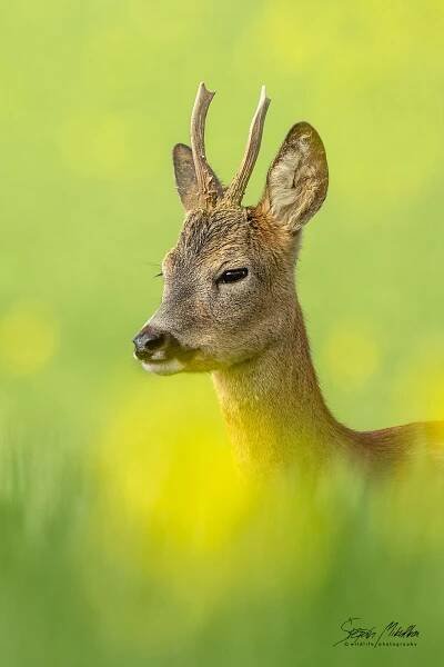 Sudokopytníci jelenovití | Štěpán Mikulka | Wildlife fotograf