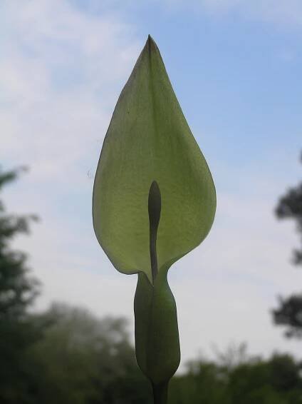 Soubor:Arum cylindraceum2.JPG – Wikipedie