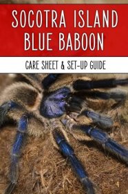 The Socotra Island Blue Baboon - Monocentropus balfouri- is one of the most colorful and exciting tarantulas available in the pet trade. Find out how to keep yours in this detailed care sheet.