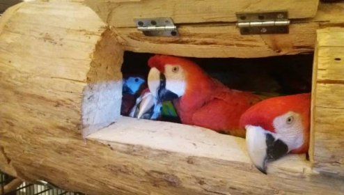 Ararauna.cz – o papoušcích, jejich chovu, dovozu a legislativě
