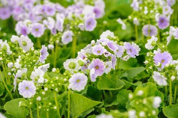 Prvosenka číškovitá (Primula obconica)