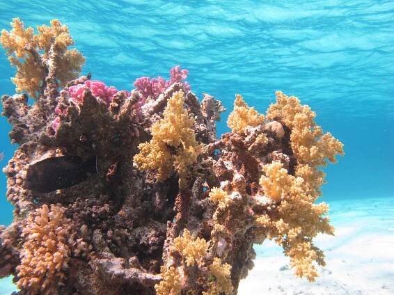 About Sataya Reef - Al Thuraya Red Sea