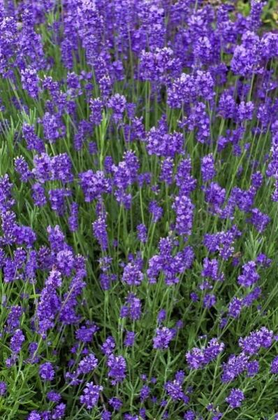 Lavandula angustifolia ´Munstead´ , Levandule úzkolistá, K9