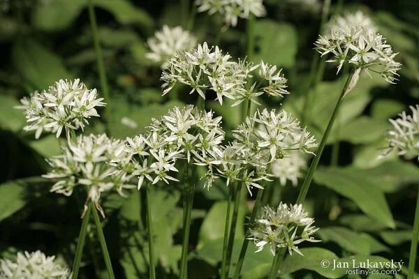 Česnek medvědí (Allium ursinum)