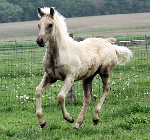 Edgefield Ivory Rose, 2011 palomino Foundation Morgan mare