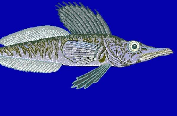 fish