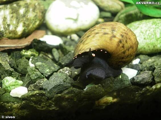 Paludomus loricata | © sivon