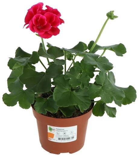 GROW by OBI Pelargonie hybridní (Pelargonium Calliope) "Red Splash" cca pr. 13cm