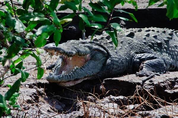 Crocodille