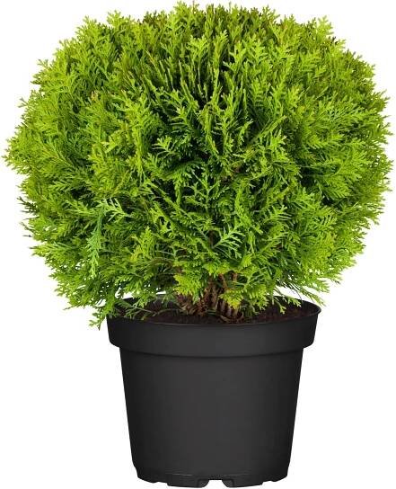 OBI Zerav západní "Danica" výška cca 10 - 20 cm květináč cca 2 l nakoupit u OBI