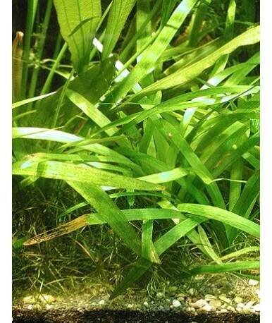 Sagittaria platyphylla