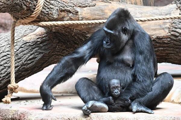 Nové gorilí mládě z pražské zoo je samička, dostala jméno Gaia - Fotografie 'Gorilí samice Duni s mládětem Mobi narozeným na začátku ledna při slavnostním křtu dalšího gorilího mláděte, samičky Gaiy (není na snímku), která se narodila 12. dubna 2024 v pražské zoo, 11. května 2024, Praha. Kredit: ČTK / Říhová Michaela'