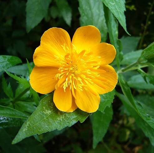 Blüte von Trollblume
