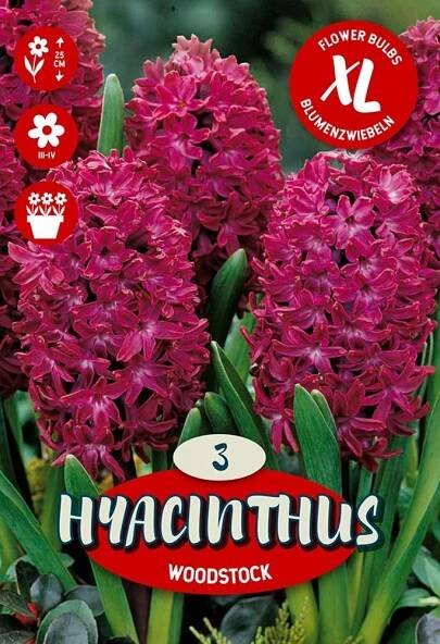 Květinová cibulka hyacintu (Hyacinthus Orientalis Woodstock)