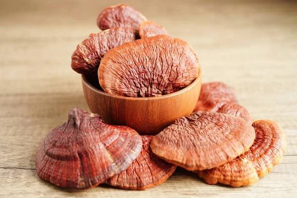 grzyby reishi