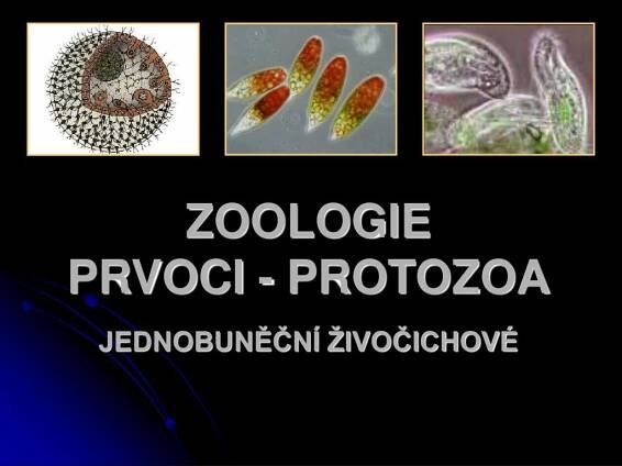 ZOOLOGIE PRVOCI - PROTOZOA