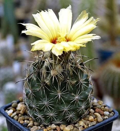 Kaktus Coryphantha směs druhů - obsahuje 20 semen  - Zahrada