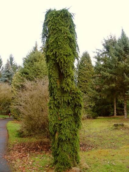 Picea abies Inversa | Picea - smrk |Zahradnictví Franc 