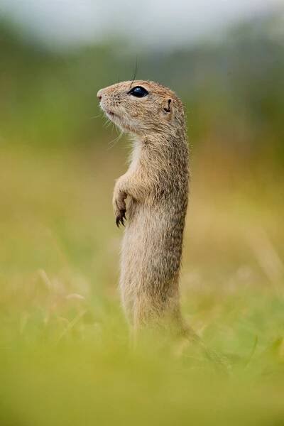 Sysel obecný (Spermophilus citellus)