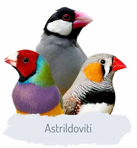 astrildoviti