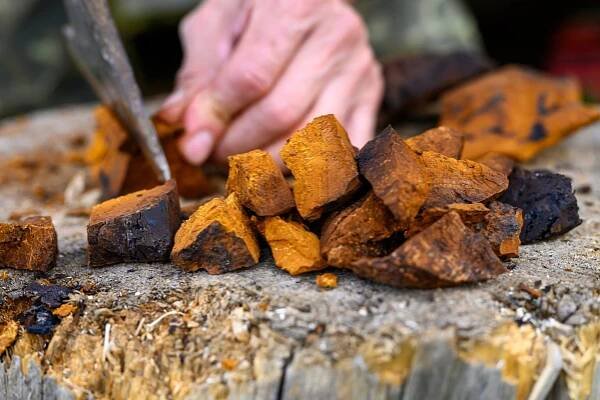 Chaga (Inonotus obliquus)