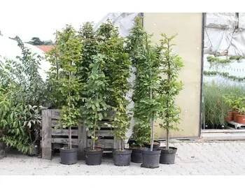 Habr obecný - Carpinus betulus Kontejner o objemu 1,5 litru velikost 60-80 cm