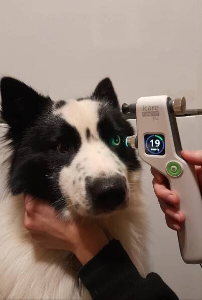 Měření nitroočního tlaku - Veterinární klinika Mada
