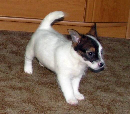Jack Russell teriér