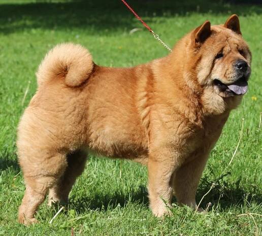 Valiogalleria – Chow chow – enemmän kuin koira