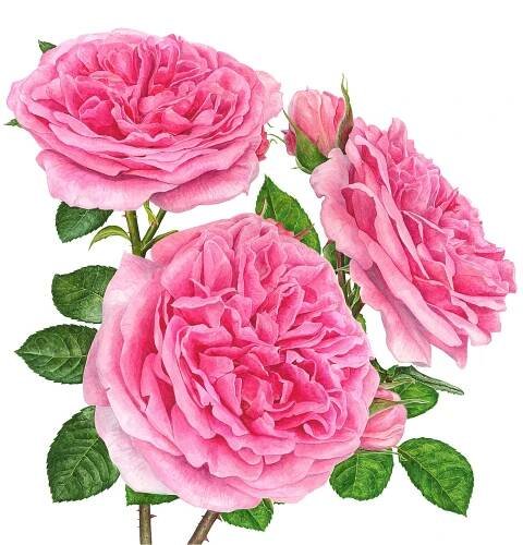 'Gertrude Jekyll' Limited Edition Print