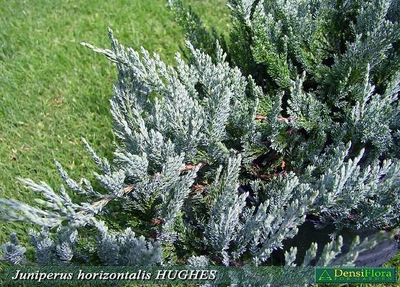 Juniperus horizontalis Hughes