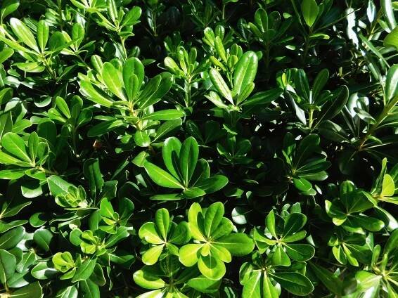 Plant Leaves Wallpaper