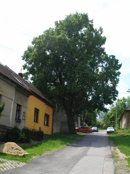 Soubor:Podlešín, památná lípa (3).jpg – Wikipedie