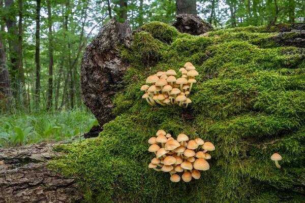 3. 6. 2024 – houby u Střelic