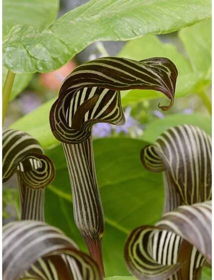 FA 16 0428 Arisaema fargesii