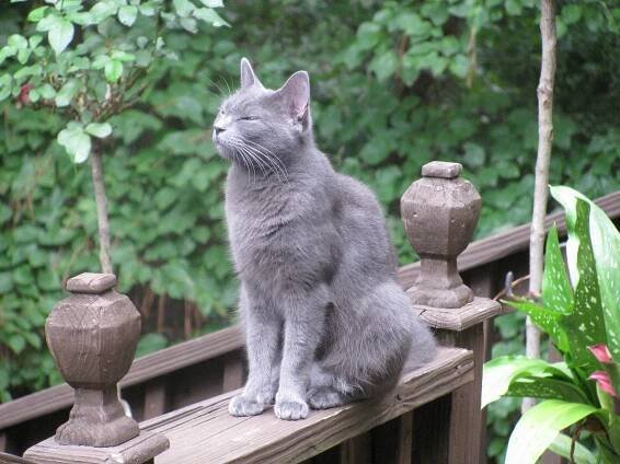 Best Cat Food for Russian Blue Cats & Kittens (2018) - Choosey Cats!