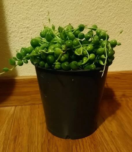 Senecio Rowleyanus 11 cm priemer - Image 3