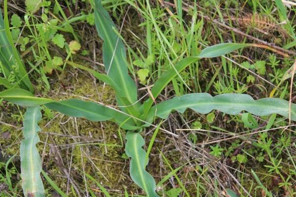 Green Gulch – GGNRA – Marin = Hike