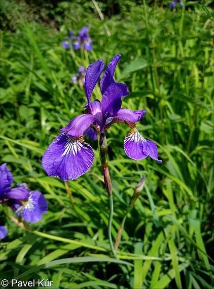 fotografický klíč k určování cévnatých rostlin :: BOTANICKÁ FOTOGALERIE