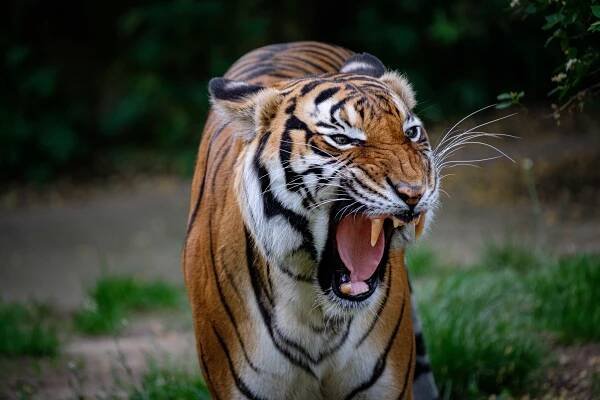 ZOO Praha (04/2020) - Marek Duda