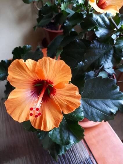 Pokojovky: Oranžový ibišek - Hibiscus.
