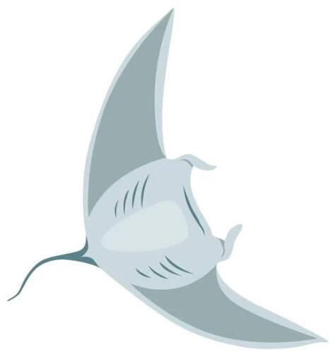 stingray fish. sea animal floating underwater. cute cartoon stingray. adorable sea creature isolated on white background. wildlife, nature concept. vector illustration of manta ray - rejnok rejnoci stock ilustrace