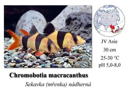 Sekavka (mřenka) nádherná / Chromobotia macracanthus