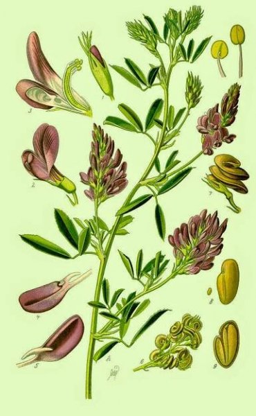ExHerbis: ALFALFA - Vojtěška (Tolice setá) | exherbis.cz