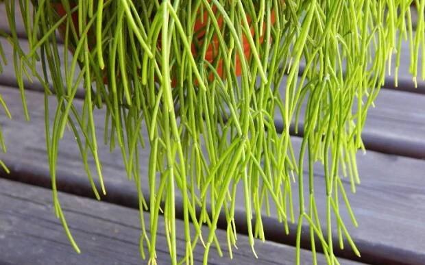 Rhipsalis cassutha