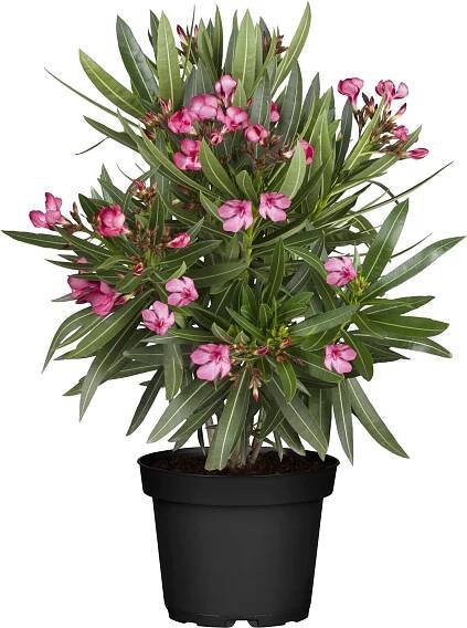 Landgard Oleandr obecný (Nerium oleander) výška 40-60 cm, pr. 26 cm nakoupit u OBI